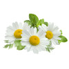 Balsam pentru par, cu plante BIO, Life Care®